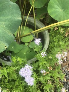 水缸中的水生植物与小花