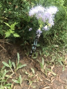 草丛中的蓝紫色花朵