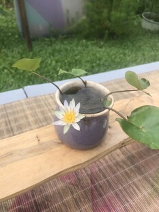 睡莲