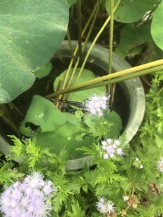 盆栽绿植中的清新花卉