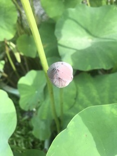 含苞待放的荷花