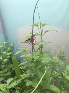紫色小花与绿植