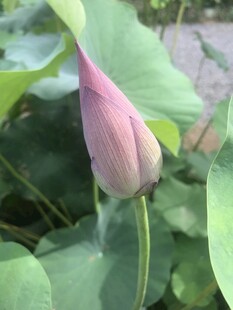 含苞待放的粉嫩荷花