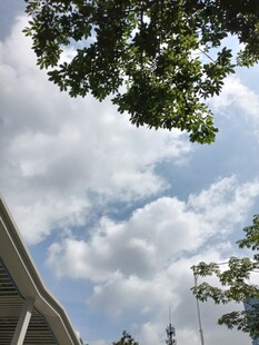 蓝天白云下的树梢风景