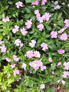 长春花