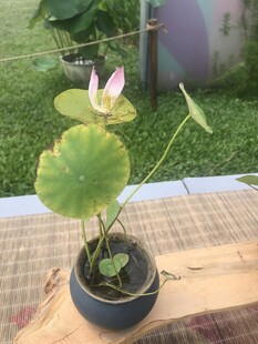 盆栽荷花