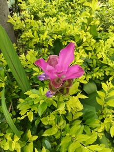 绿叶丛中一朵娇艳粉花