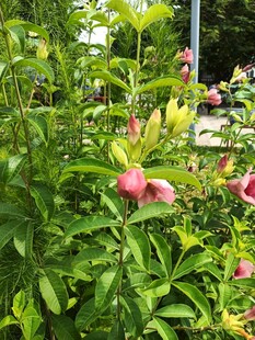 喇叭花