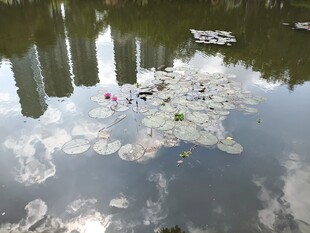 池塘中漂浮的睡莲