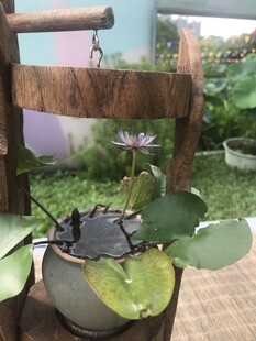 盆栽睡莲