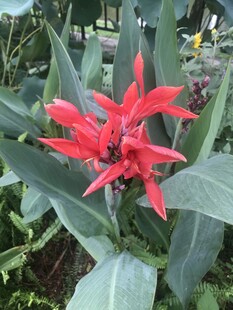 艳丽红蕉花