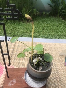 盆栽绿植置于木质平台上