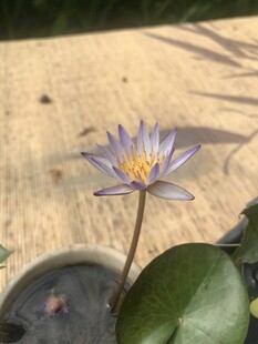 睡莲