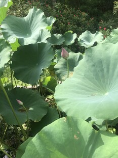 夏日荷塘中的大片荷叶
