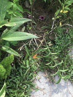 庭院中的翠绿植物景观