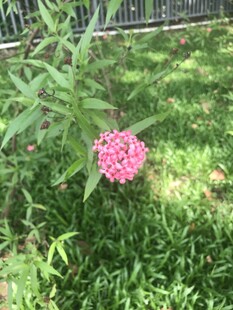 草丛中的粉色美丽花朵