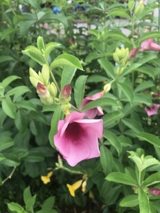 喇叭花