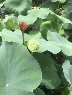 荷塘中的荷花与荷叶