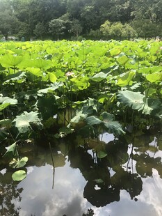 夏日荷塘美景