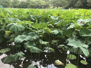 荷塘绿意浓