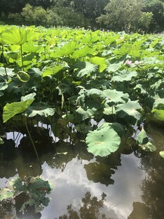 荷塘绿意浓