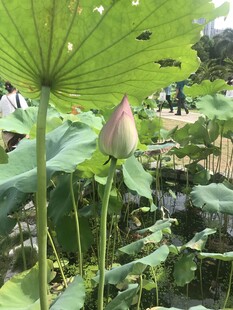 含苞待放的荷花与荷叶