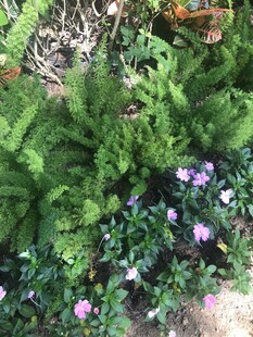长春花