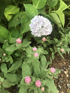 绣球花