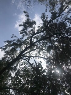 透过枝叶见蓝天阳光