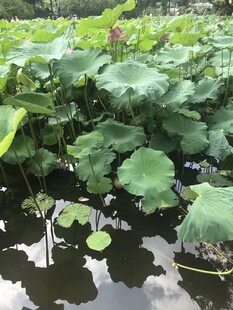 荷花 荷叶