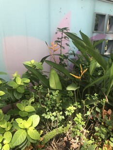 墙边繁茂绿植景观