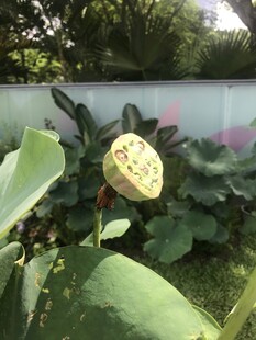 莲蓬