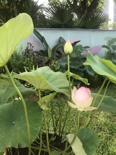 绽放的粉色荷花与绿叶