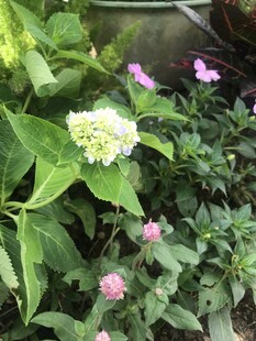 绣球花