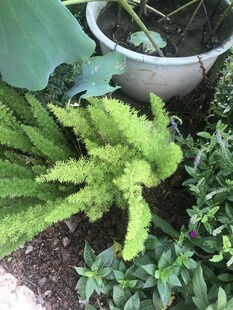 翠绿蕨类植物生机盎然