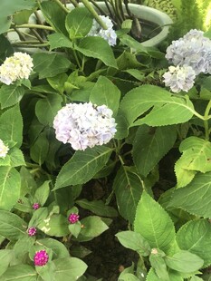 盛开的绣球花与绿叶