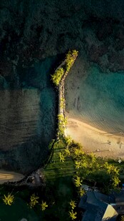 梦幻海岸夜景下的绿植