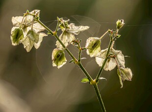 白色小花特写
