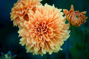 橙色大丽花绽放