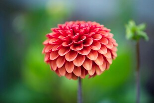 艳丽大丽花特写