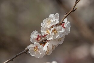 枝头绽放的洁白花朵