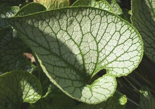 心形叶片植物特写