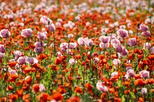 绚烂多彩的花卉田野