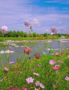 湖畔繁花