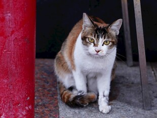 三色猫咪蹲坐于门口