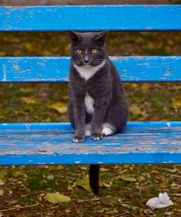 蓝长椅上的可爱猫咪