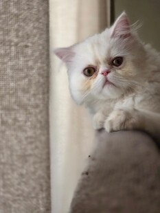 可爱波斯猫倚沙发张望