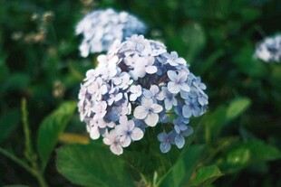 蓝白色绣球花绽放