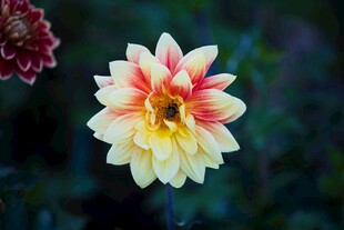 双色大丽花绽放之美