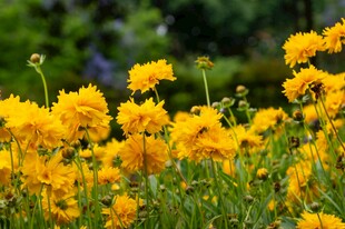 灿烂黄花朵朵绽放